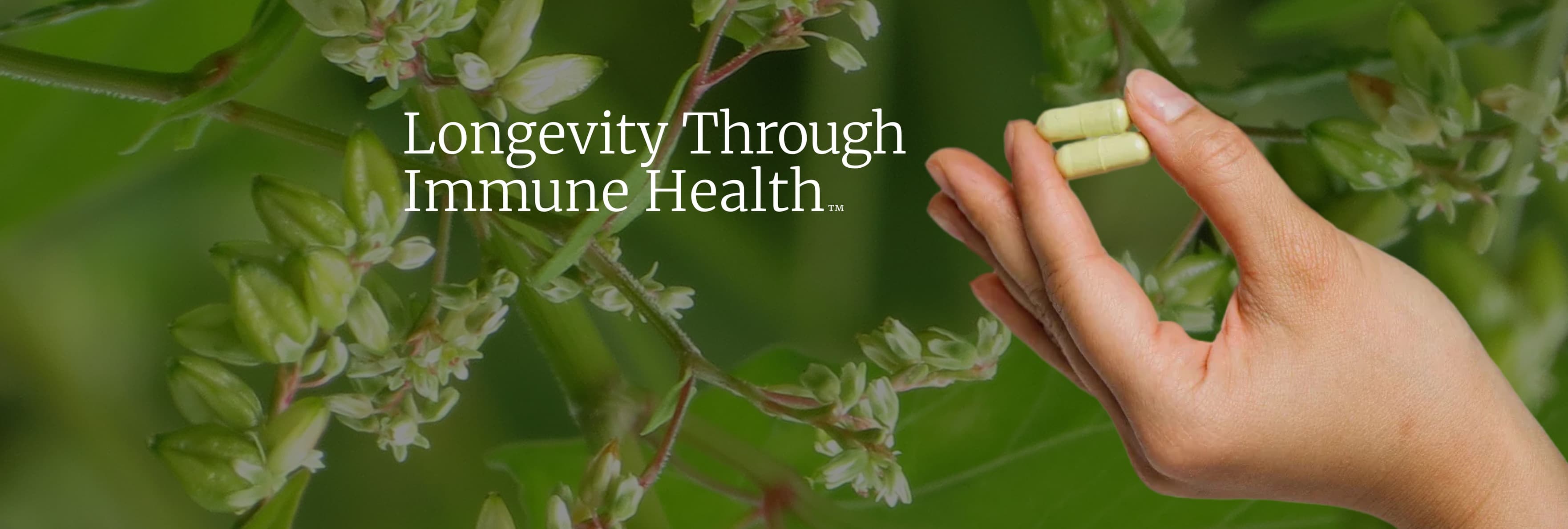 Big Bold Health Review: Do Ancient Mushroom Blends Support Modern Wellness?